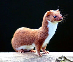 One Dozen Starving Crazed Weasels